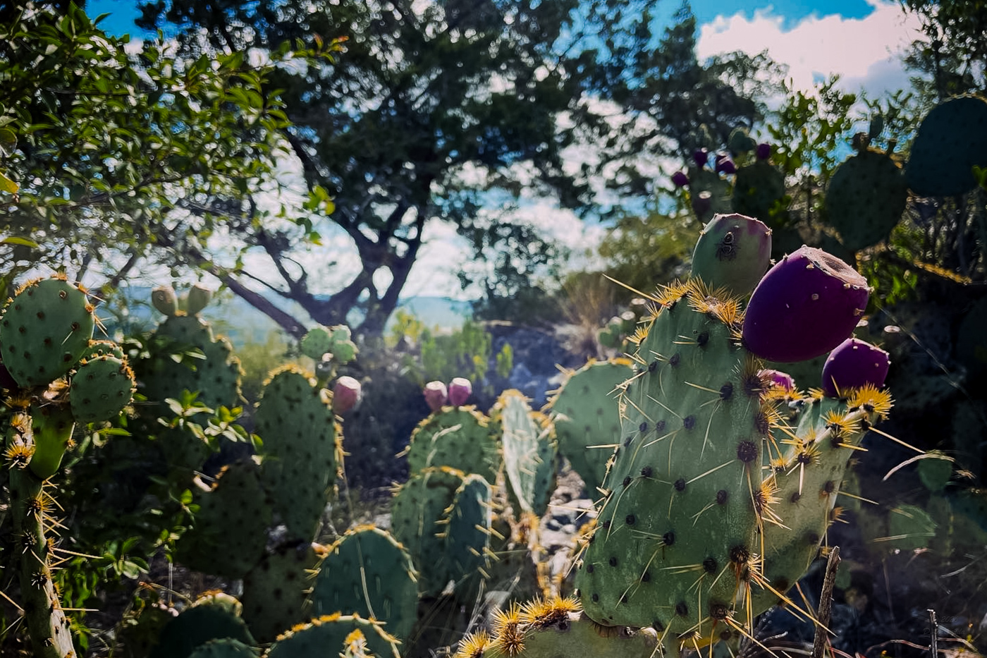 Prickly pear cactus